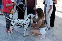 Red-Carpet-Dalmatian-Walk-Zadar-2.5.2025-photo-Bojan-Bogdanic-22