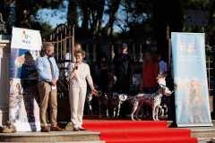 Red-Carpet-Dalmatian-Walk-Zadar-2.5.2025-photo-Bojan-Bogdanic-24