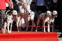 Red-Carpet-Dalmatian-Walk-Zadar-2.5.2025-photo-Bojan-Bogdanic-26