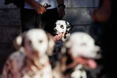 Red-Carpet-Dalmatian-Walk-Zadar-2.5.2025-photo-Bojan-Bogdanic-27