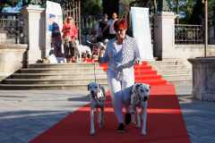 Red-Carpet-Dalmatian-Walk-Zadar-2.5.2025-photo-Bojan-Bogdanic-28