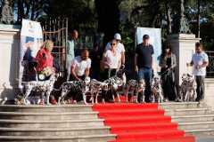 Red-Carpet-Dalmatian-Walk-Zadar-2.5.2025-photo-Bojan-Bogdanic-31