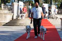 Red-Carpet-Dalmatian-Walk-Zadar-2.5.2025-photo-Bojan-Bogdanic-32