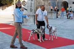 Red-Carpet-Dalmatian-Walk-Zadar-2.5.2025-photo-Bojan-Bogdanic-33