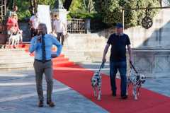 Red-Carpet-Dalmatian-Walk-Zadar-2.5.2025-photo-Bojan-Bogdanic-37