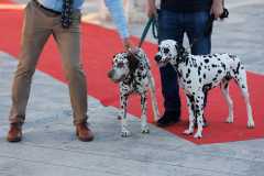 Red-Carpet-Dalmatian-Walk-Zadar-2.5.2025-photo-Bojan-Bogdanic-39