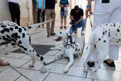 Red-Carpet-Dalmatian-Walk-Zadar-2.5.2025-photo-Bojan-Bogdanic-4