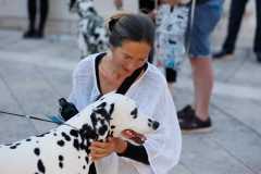 Red-Carpet-Dalmatian-Walk-Zadar-2.5.2025-photo-Bojan-Bogdanic-40