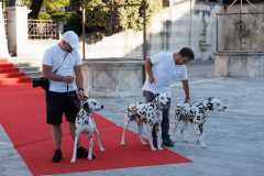 Red-Carpet-Dalmatian-Walk-Zadar-2.5.2025-photo-Bojan-Bogdanic-43