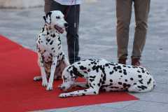 Red-Carpet-Dalmatian-Walk-Zadar-2.5.2025-photo-Bojan-Bogdanic-44