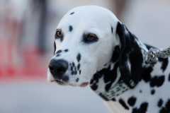 Red-Carpet-Dalmatian-Walk-Zadar-2.5.2025-photo-Bojan-Bogdanic-45