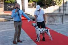 Red-Carpet-Dalmatian-Walk-Zadar-2.5.2025-photo-Bojan-Bogdanic-46