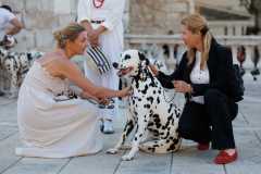 Red-Carpet-Dalmatian-Walk-Zadar-2.5.2025-photo-Bojan-Bogdanic-48