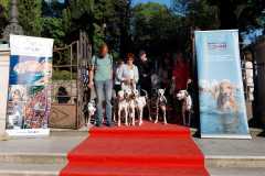Red-Carpet-Dalmatian-Walk-Zadar-2.5.2025-photo-Bojan-Bogdanic-49