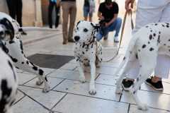 Red-Carpet-Dalmatian-Walk-Zadar-2.5.2025-photo-Bojan-Bogdanic-5