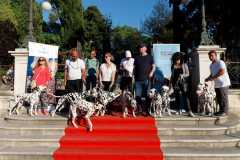 Red-Carpet-Dalmatian-Walk-Zadar-2.5.2025-photo-Bojan-Bogdanic-50