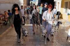 Red-Carpet-Dalmatian-Walk-Zadar-2.5.2025-photo-Bojan-Bogdanic-7