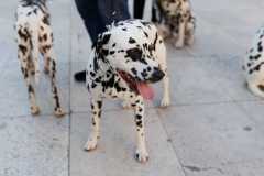 Red-Carpet-Dalmatian-Walk-Zadar-2.5.2025-photo-Bojan-Bogdanic-8