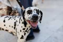 Red-Carpet-Dalmatian-Walk-Zadar-2.5.2025-photo-Bojan-Bogdanic-9