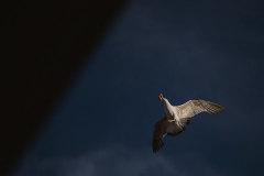 IMG_7033