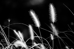 IMG_0887