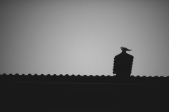 IMG_8917