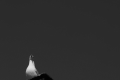 842A3332