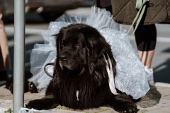 016-Karnevalska-povorka-Zadar-15.2.2026-Foto-Matija-Lipar