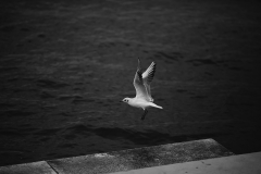 IMG_3087