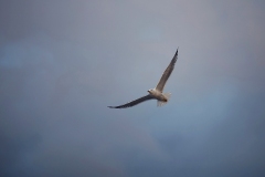 IMG_7707