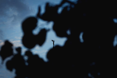 842A5524