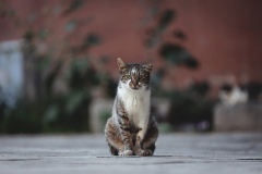 842A6362