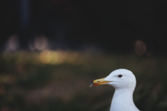842A7698