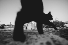842A9339