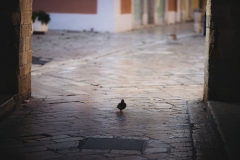 IMG_8819