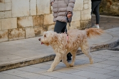 Subotnja_spica_29_01_22-5-of-110