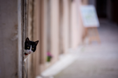 Djir_po_gradu_07_02_25_-19-of-53